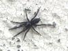 Zelotinae inconnu